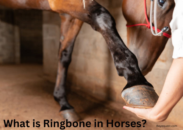 What is Ringbone in Horses