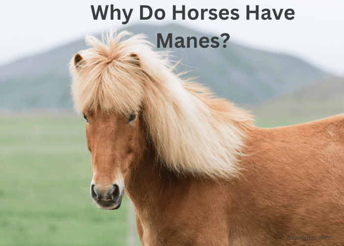 Why Do Horses Have Manes