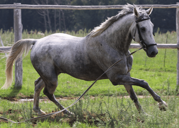 Grey Horse