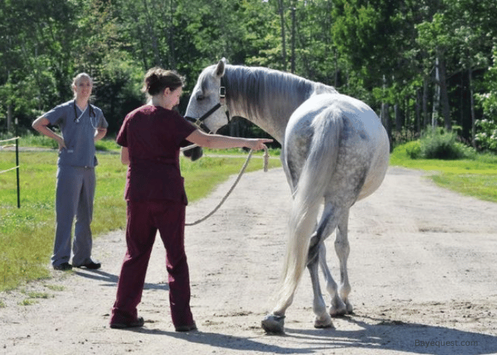 Types of Wobblers in Horses