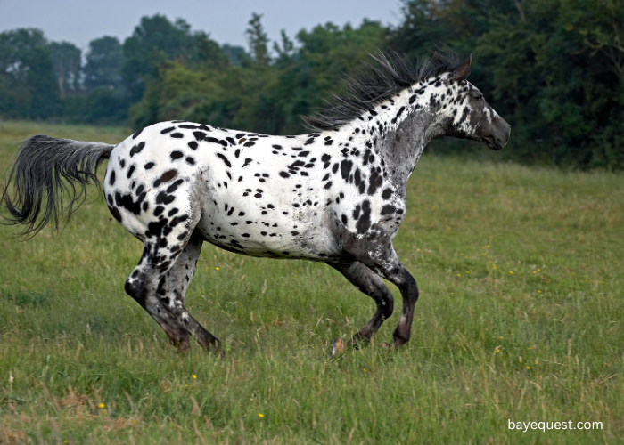 Appaloosa