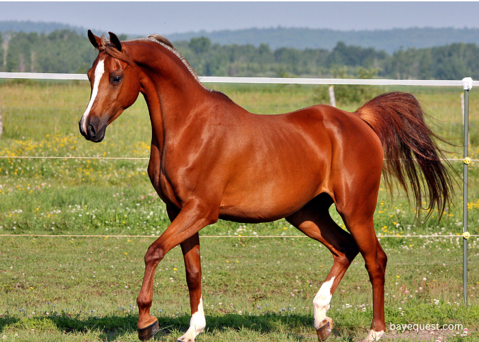 Arabian Horse