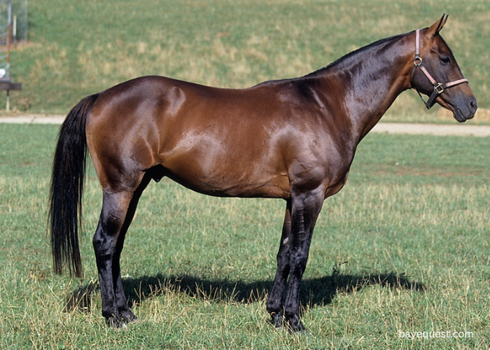 Australian Stock Horse 