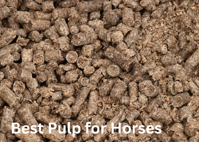 Beet Pulp for Horses