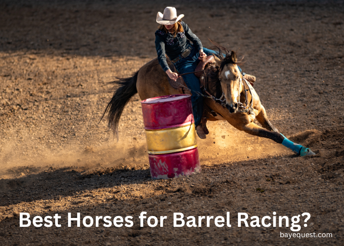 Best Horses for Barrel Racing