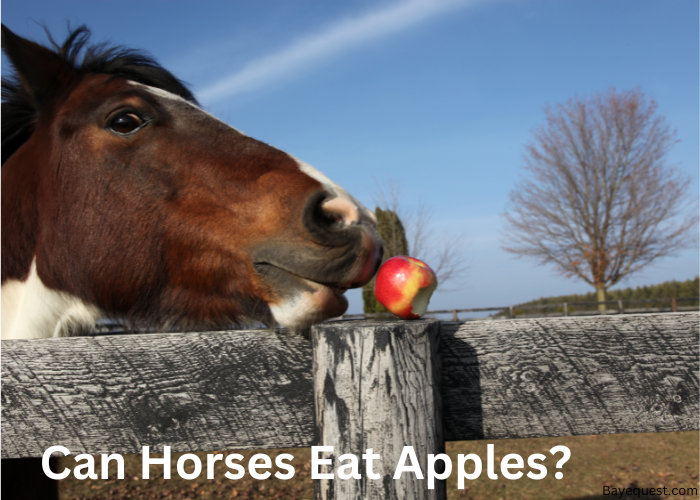 Can Horses Eat Apples