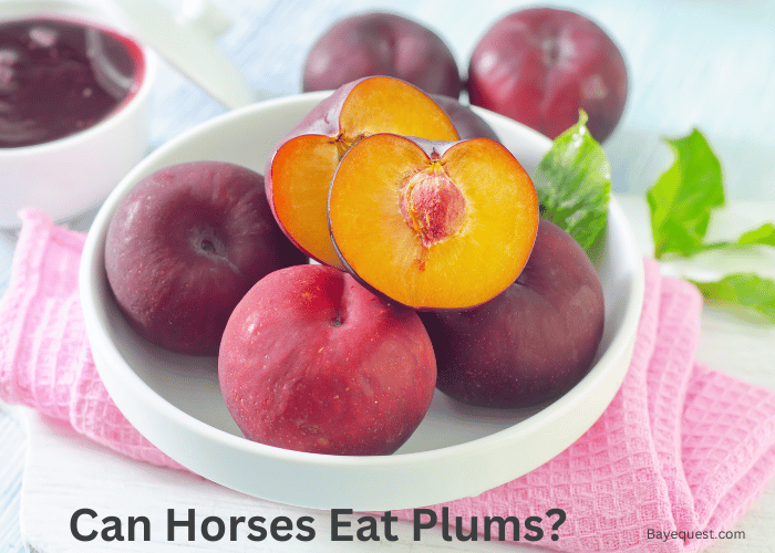 Can Horses Eat Plums