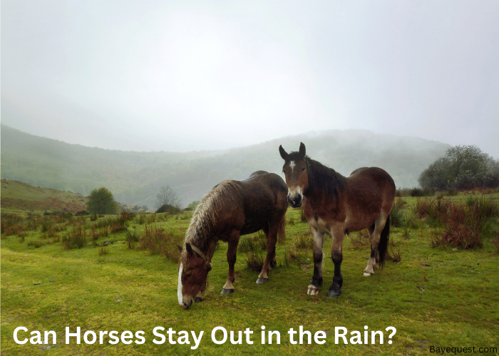 Can Horses Stay Out in the Rain