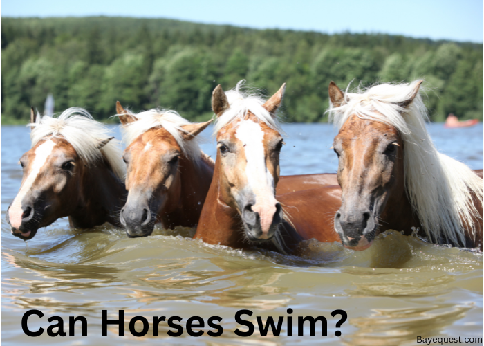 Can Horses Swim