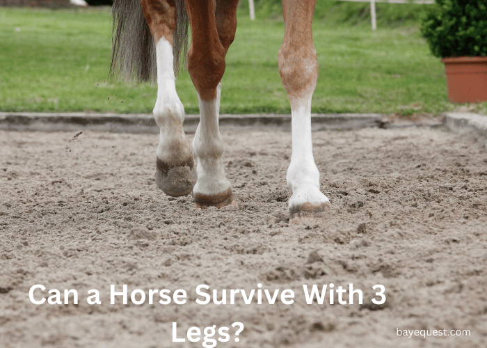 Can a Horse Survive With 3 Legs