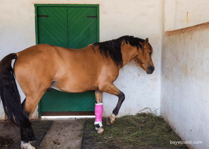 Common Causes Leading to Loss of a Horse’s Leg