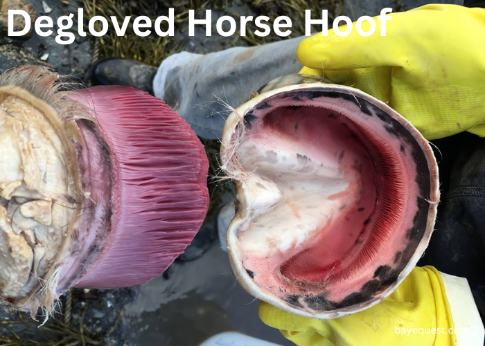 Degloved Horse Hoof