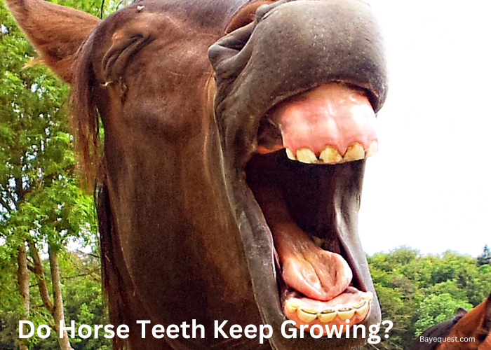 Do Horse Teeth Keep Growing