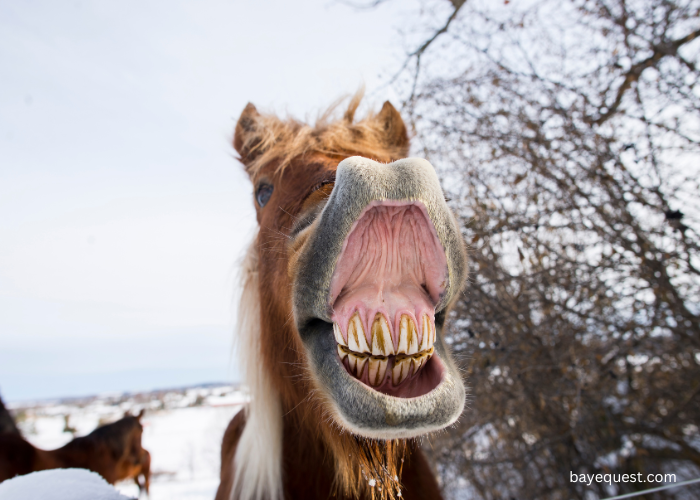 Do Horse Teeth Keep Growing