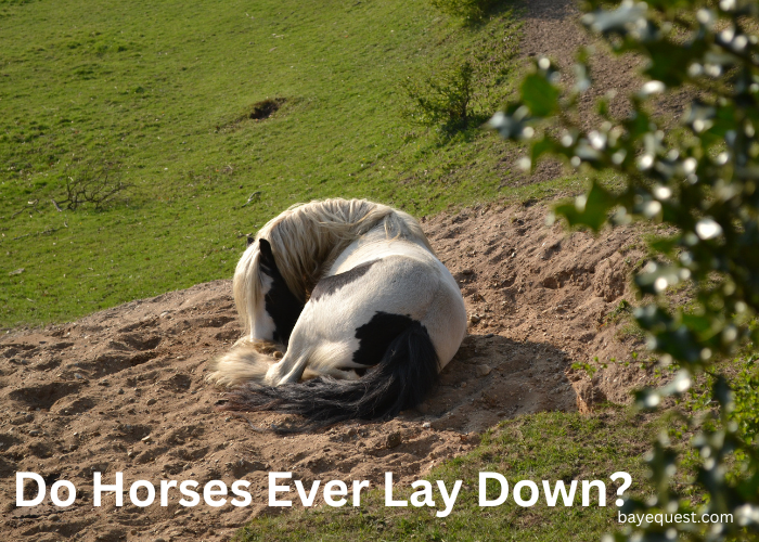 Do Horses Ever Lay Down