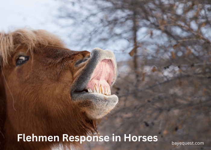 Flehmen Response in Horses