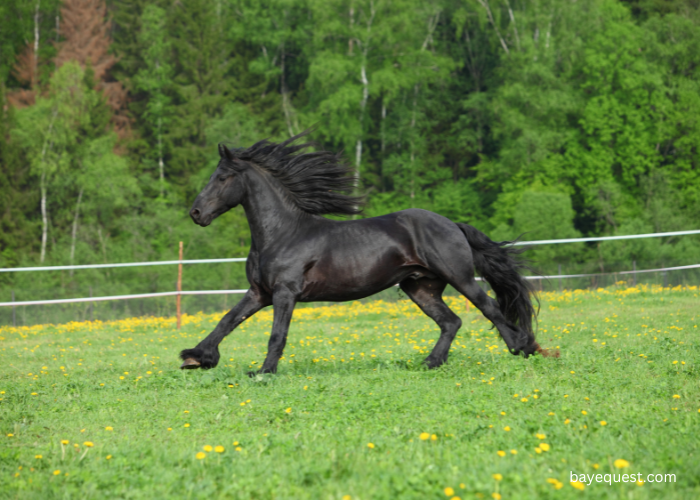 Friesian Horse