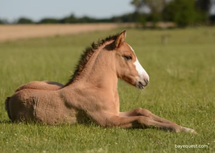 Grade Horses