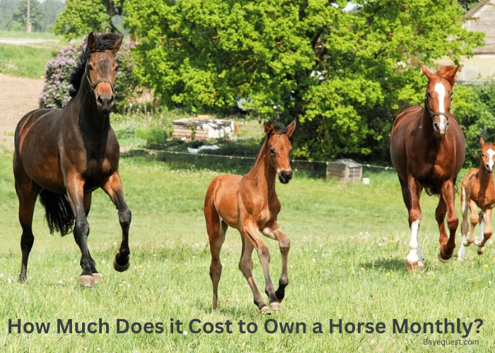 How Much Does it Cost to Own a Horse Monthly