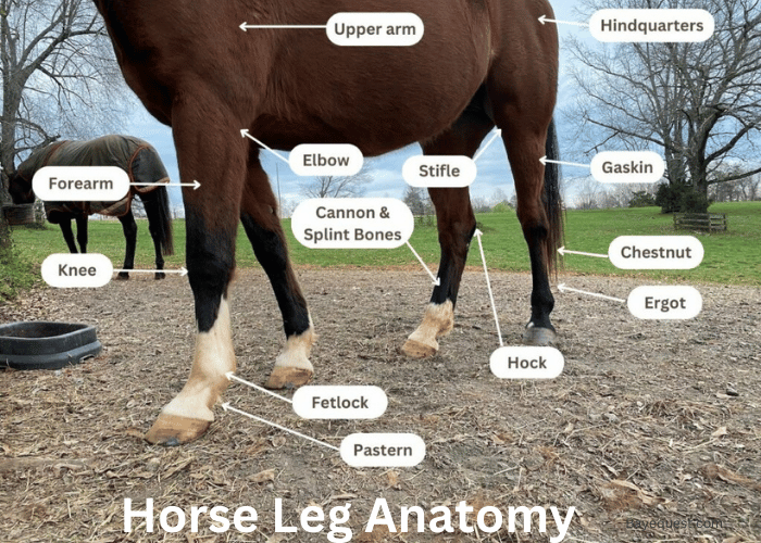 Anatomy of a Horse's Leg