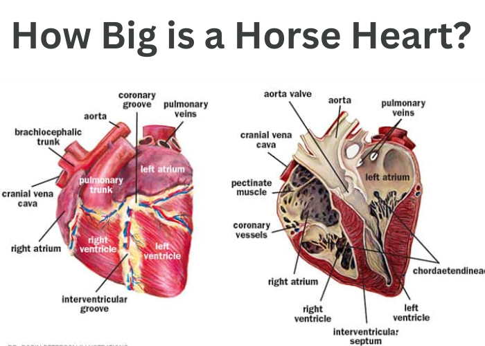 How Big is a Horse Heart