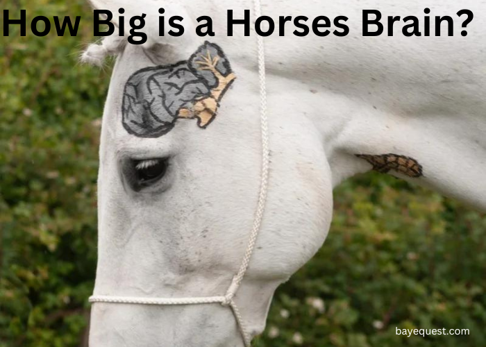 How Big is a Horses Brain? 12 Facts About the Equine Brain