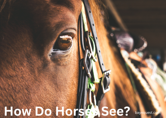 How Do Horses See