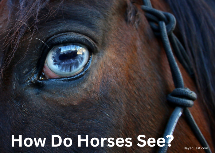 How Do Horses See