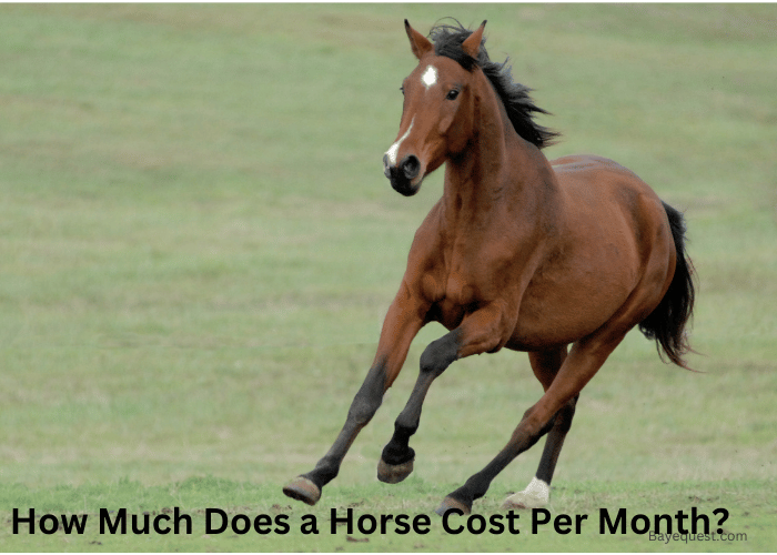 How Much Does a Horse Cost Per Month