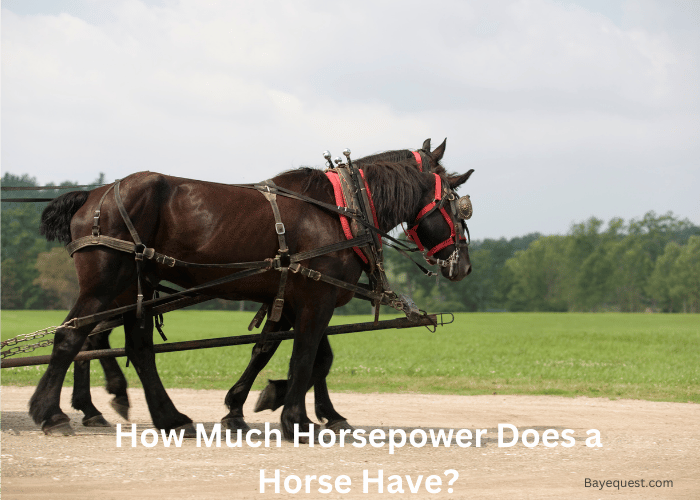 How Much Horsepower Does a Horse Have