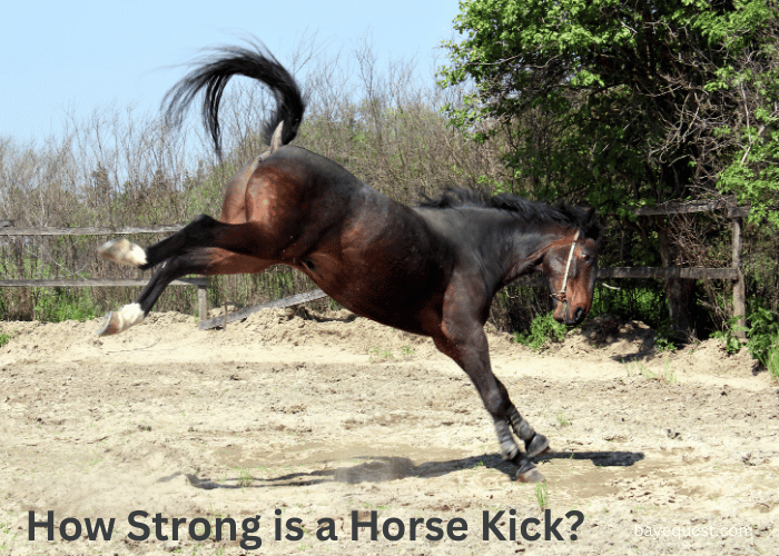 How Strong is a Horse Kick