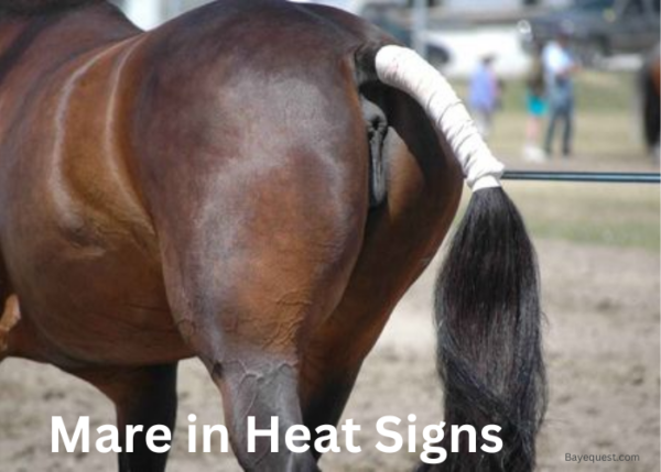 12 Mare in Heat Signs, Symptoms and Safe Management