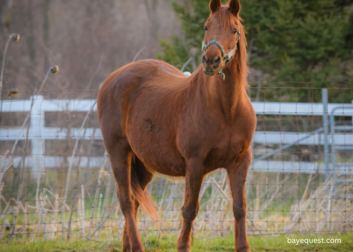 Morgan Horse