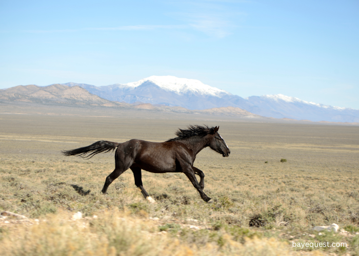 Mustang Horse