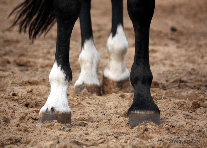 Ventral Edema in Horses