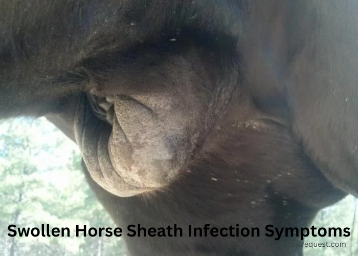 Swollen Horse Sheath Infection Symptoms