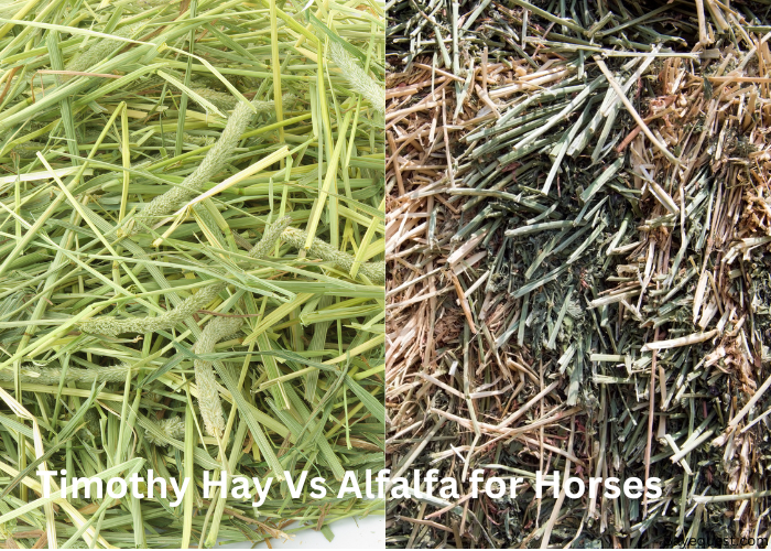 Timothy Hay Vs Alfalfa for Horses