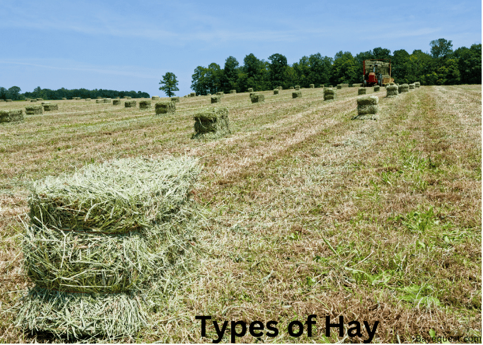 Types of Hay