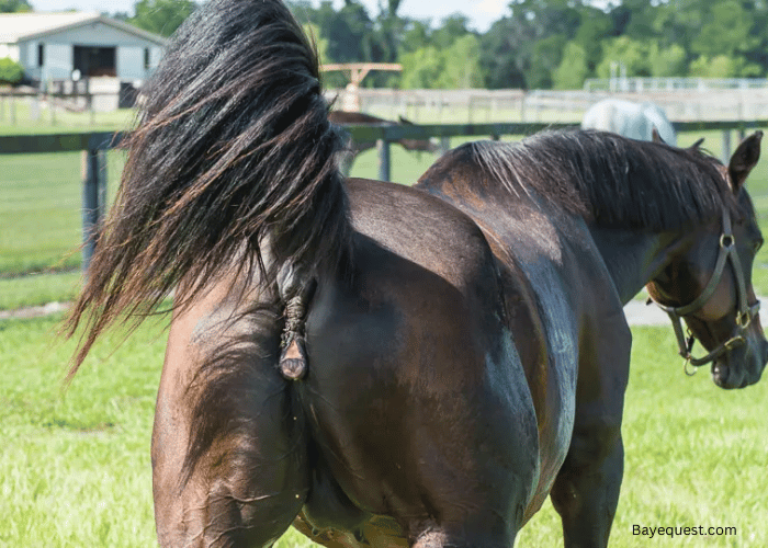 Mare in Heat Signs