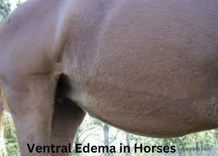 Ventral Edema in Horses