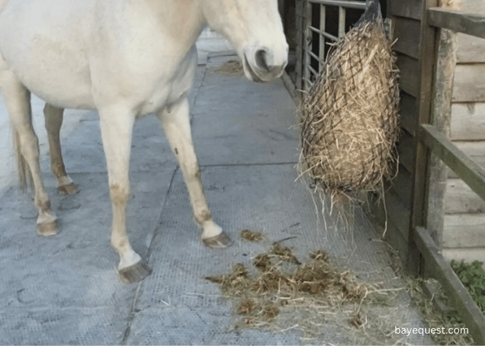 What is Quidding in Horses