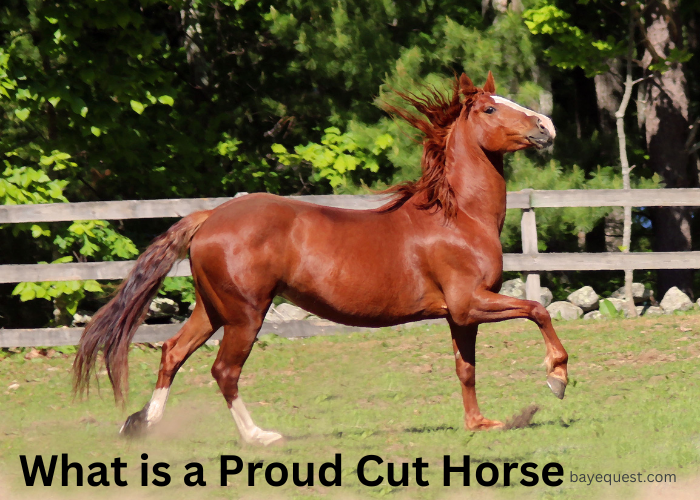 What is a Proud Cut Horse? Find Out Now