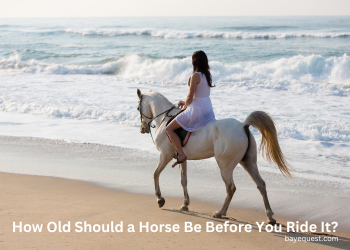 How Old Should a Horse Be Before You Ride It