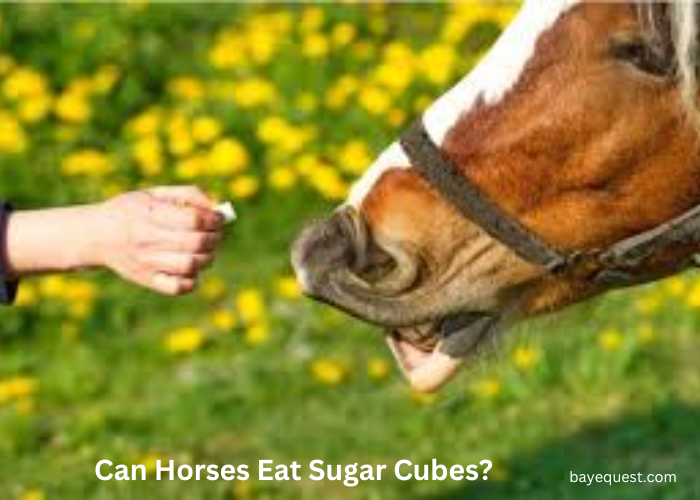 Can Horses Eat Sugar Cubes