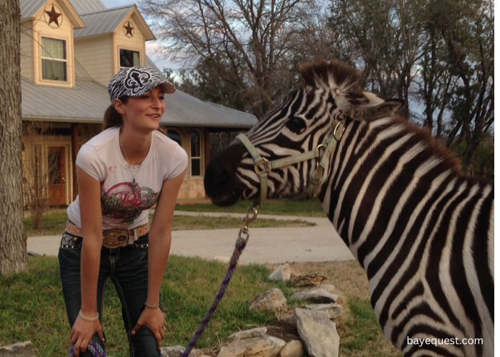 Can You Ride a Zebra Like a Horse