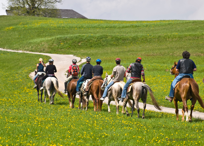 Do You Need a License to Ride a Horse On The Road