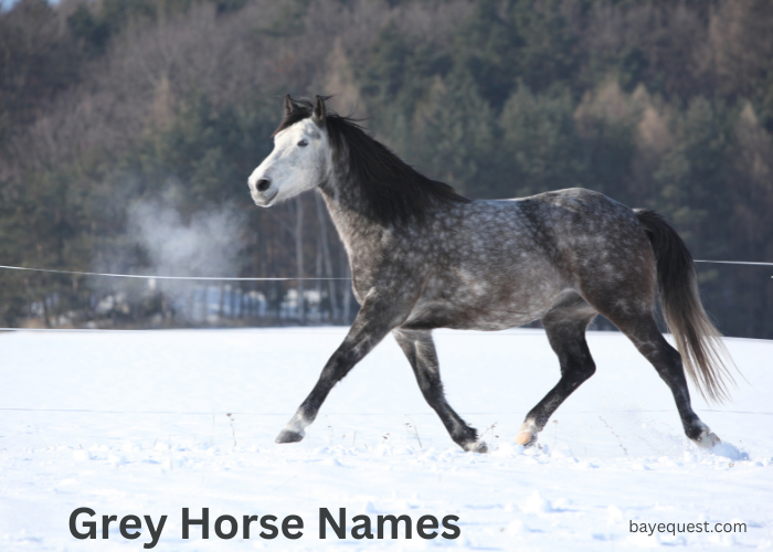 Grey Horse Names