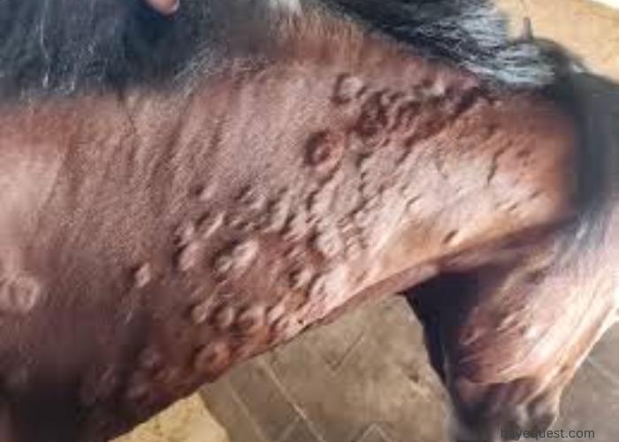 Hives in Horses