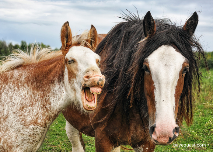 Horse Face and Leg Markings