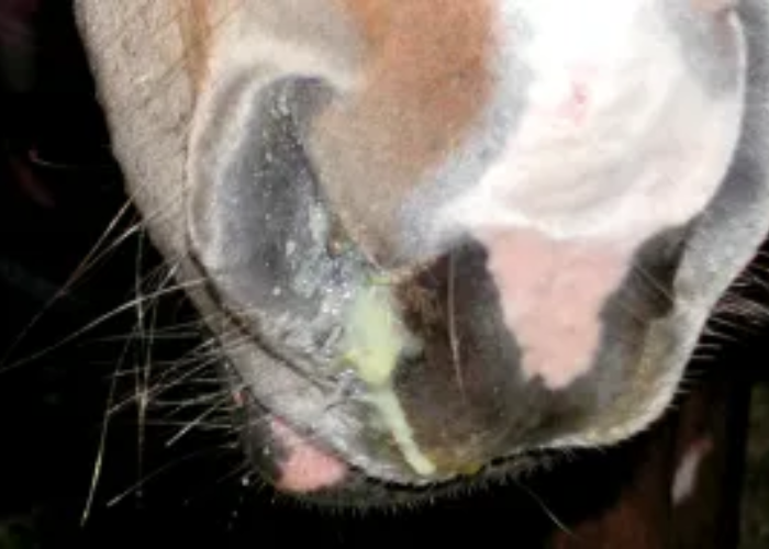 Horse Runny Nose